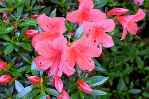 AZALEA indica various colours