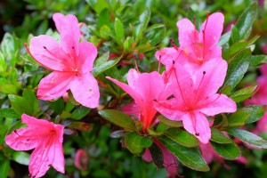 AZALEA indica various colours