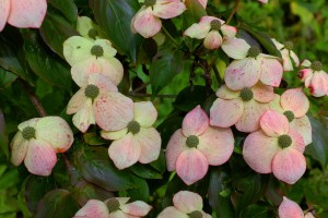 Cornus kousa var Chinensis ‘Wisley Queen’