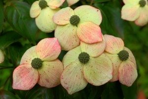 Cornus kousa var Chinensis ‘Wisley Queen’