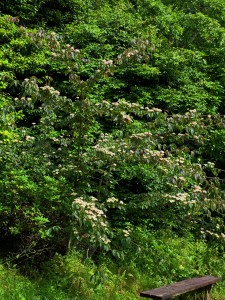 Cornus kousa var Chinensis ‘Wisley Queen’