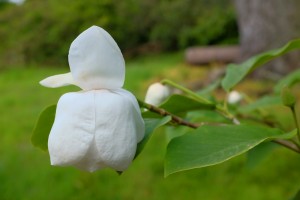 Magnolia sieboldii ‘Colossus’