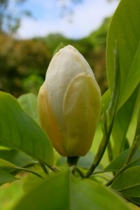 Magnolia virginiana ‘Satellite’