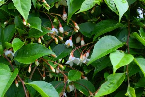 Styrax japonica ‘Pendula’