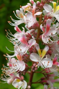 Aesculus indica ‘Sidney Pearce’