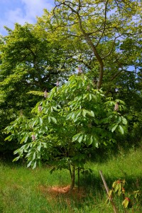 Aesculus indica ‘Sidney Pearce’