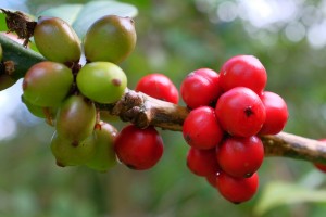 Ilex latifolia