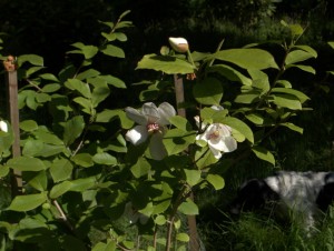Magnolia sieboldii ‘Ming Pyong Gal’