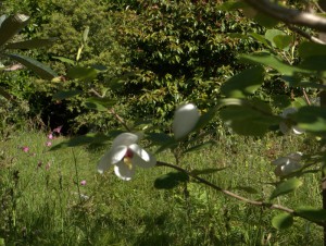 Magnolia sieboldii ‘Mishko Range’