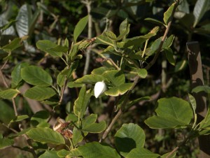 Magnolia sieboldii ‘Mishko Range’