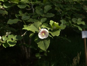 Magnolia sieboldii