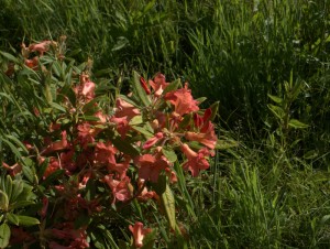 Rhododendron ‘Fabia’