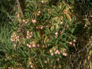 Enkianthus campanulatus var Palibini