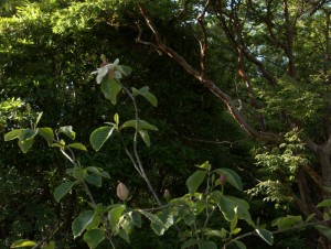 Magnolia x wiesneri