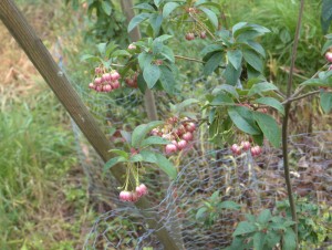 Enkianthus deflexus