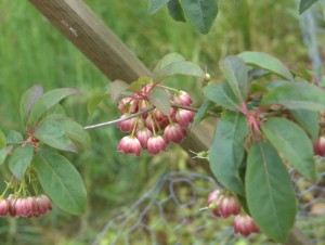 Enkianthus deflexus