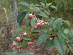 Enkianthus deflexus