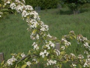 Photima villosa var Koreana