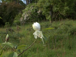 Magnolia ‘Porcelain Dove’