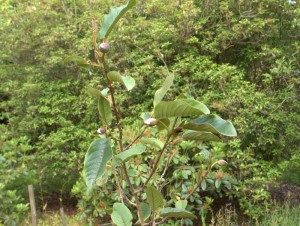 Magnolia globosa