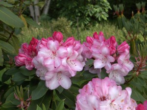 Rhododendron ‘Lems Monarch’