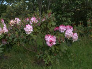 Rhododendron ‘Lems Monarch’