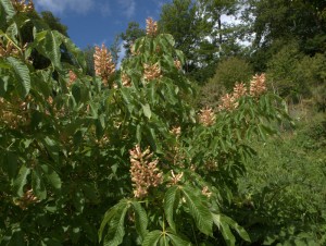 Aesculus x mutabilis ‘Induta’