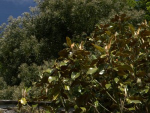 Magnolia grandiflora ‘Symmes Select’