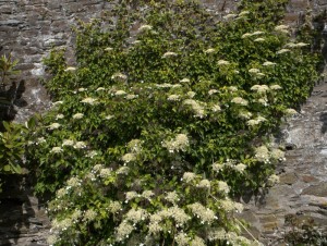 Schizophragma integrifolium