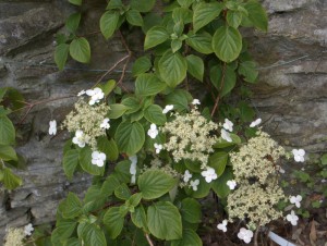 Hydrangea quelpartensis