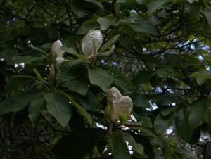 Magnolia ‘Chelsea Coates’