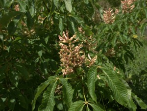 Aesculus x mutabilis ‘Induta’