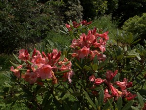Rhododendron ‘Fabia Tangerine’