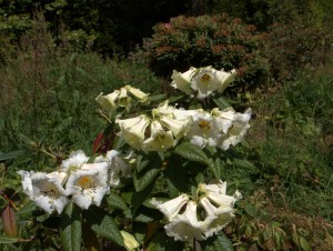 Rhododendron nuttallii (sinonuttallii)
