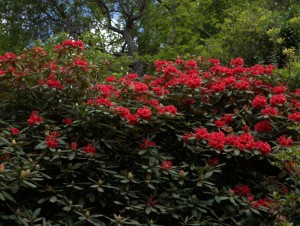 Rhododendron ‘Tally Ho’