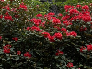 Rhododendron ‘Tally Ho’