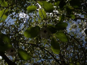 Magnolia sieboldii sinensis