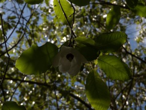 Magnolia sieboldii sinensis