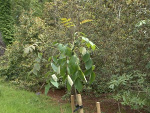 Rhoiptelea chiliantha