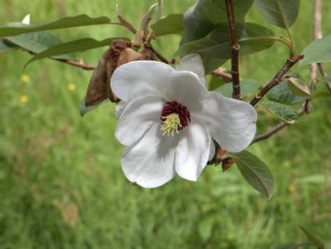 Magnolia wilsonii