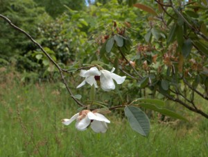 Magnolia wilsonii