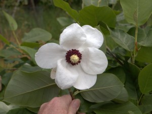 Magnolia ‘Pride of Norway’