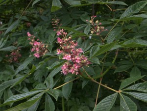 Aesculus bushii