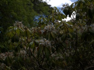 Rhododendron staminium