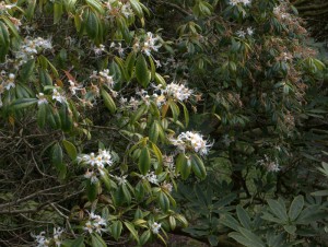 Rhododendron staminium