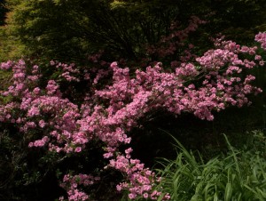 Azalea Rosebud