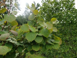 Lindera cinnamomifolia
