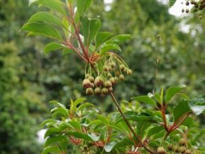 Enkianthus hirtinervus