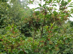 Enkianthus hirtinervus