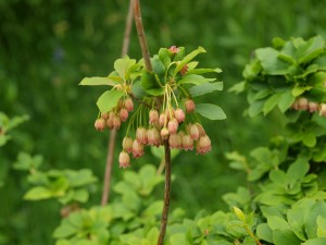 Enkianthus chinensis